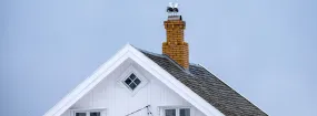 Chimney Nest Removal DeSoto